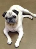 PETUNIA # 71 - ADOPTED DECEMBER 2015