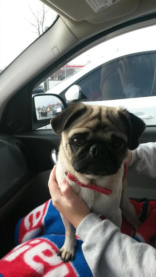 ZEEK # 103 - ADOPTED JANUARY 2016