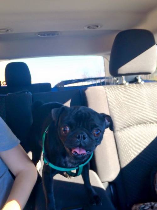OLIVER # 102 - ADOPTED JANUARY 2016