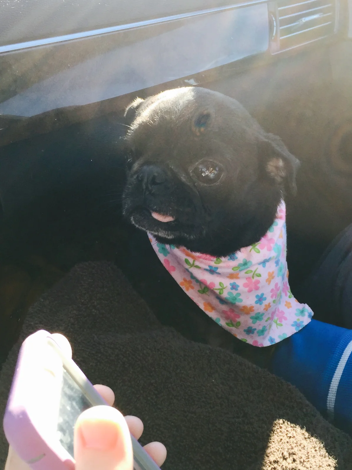 SOPHIE # 104 - ADOPTED JANUARY 2016
