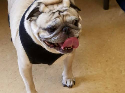 OTIS - ADOPTED MARCH 2016