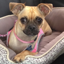 JACKIE - ADOPTED JUNE 2016