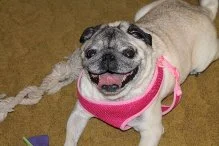 CHARLOTTE AKA CHI CHI - ADOPTED MAY 2016