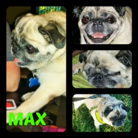 MAX - PERMANENT FOSTER JULY 2016
