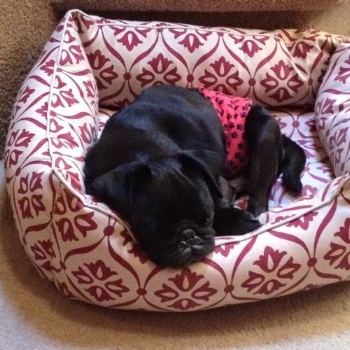 MILO # 95 - ADOPTED JULY 2016