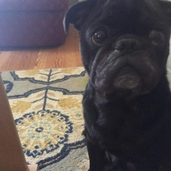 NED - ADOPTED JULY 2016