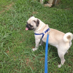 MACIE - ADOPTED AUGUST 2016