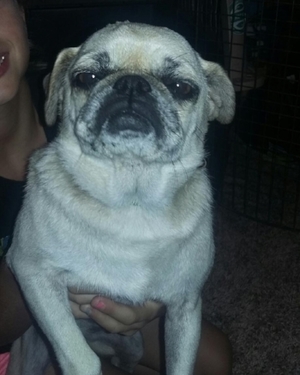 GRACIE # 139 - ADOPTED AUGUST 2016