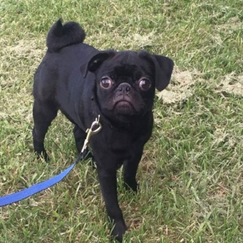 VADER - ADOPTED AUGUST 2016