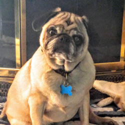 SADIE MAE - ADOPTED AUGUST 2016