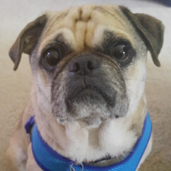 SCOOTER # 127 - ADOPTED AUGUST 2016