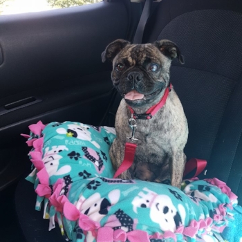 SHAWNA # 144 - ADOPTED SEPTEMBER 2016
