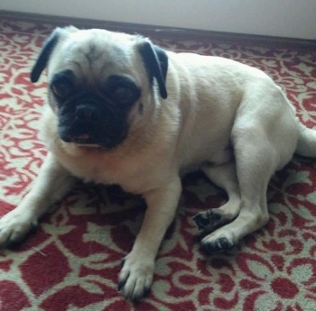 HANK # 145 - ADOPTED SEPTEMBER 2016