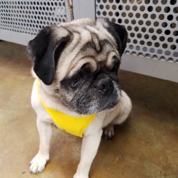 PIPPY # 132 - ADOPTED SEPTEMBER 2016