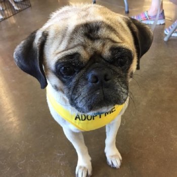 TAYLOR # 148 - ADOPTED OCTOBER 2016