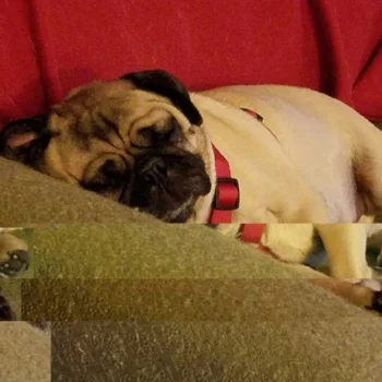 MILO - ADOPTED NOVEMBER 2016