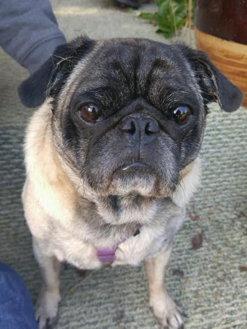 MUGSY # 154 - ADOPTED NOVEMBER 2016