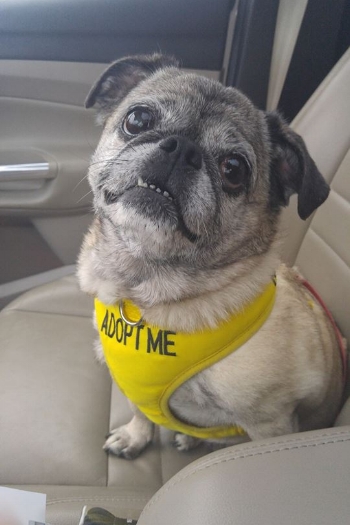 ANGEL # 158 - ADOPTED DECEMBER 2016