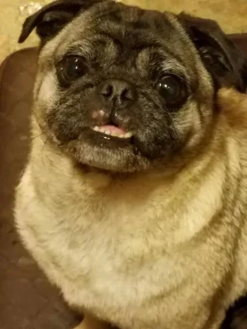 BENTLEY AKA LOW RIDER # 156 - ADOPTED NOVEMBER 2016