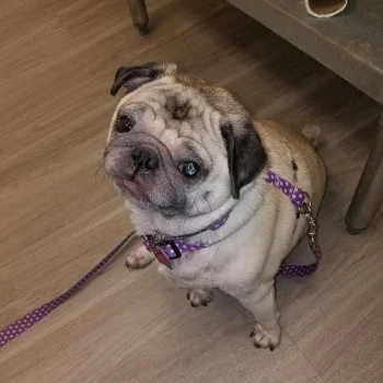 ANNIE # 163 - ADOPTED DECEMBER 2016