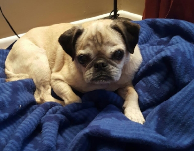 TRIXIE # 136 - ADOPTED DECEMBER 2016