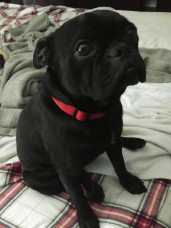 BRUNO # 175 - ADOPTED MARCH 2017