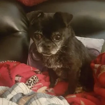 EMMA # 166 - ADOPTED MARCH 2017