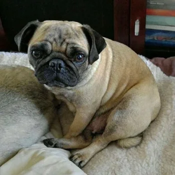 OLIVIA # 171 - ADOPTED MARCH 2017