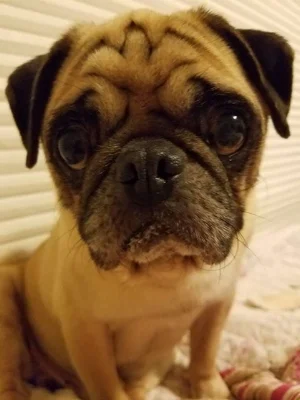 OLIVER # 170 - ADOPTED MARCH 2017