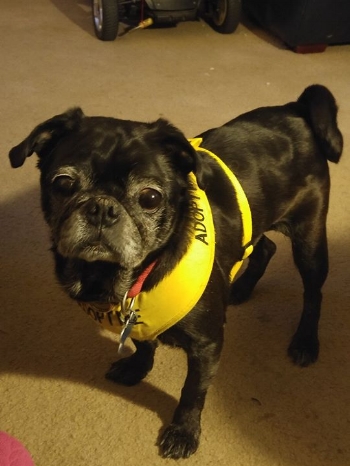 MIDGE # 149 - ADOPTED APRIL 2017