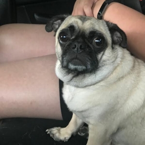 DOBBY - ADOPTED JULY 2017