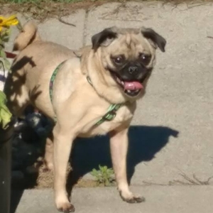 AMELIA - ADOPTED JULY 2017