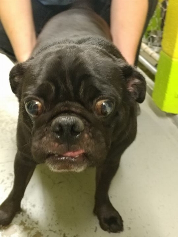 DEXTER - ADOPTED AUGUST 2017