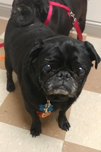 BO # 199 - ADOPTED AUGUST 2017