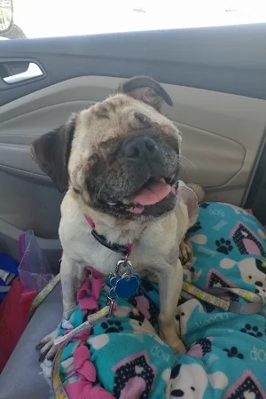 MISS ROXI - PERMANENT FOSTER SEPTEMBER 2017