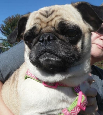 AMY # 208 - ADOPTED OCTOBER 2017