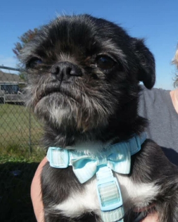 MAGGIE # 209 - ADOPTED OCTOBER 2017