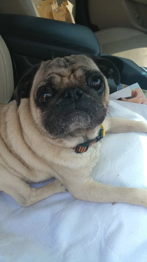 ROO ROO # 191 - ADOPTED DECEMBER 2017