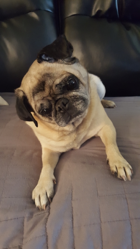 BEAR # 231 - ADOPTED MAY 2018