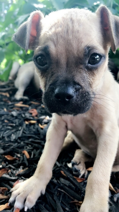 MAGGIE # 241 - ADOPTED JUNE 2018