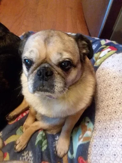 AUDREY # 165 - ADOPTED JUNE 2018