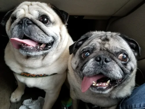 BEASTY # 220 AND FRISCO # 221 - ADOPTED JULY 2018