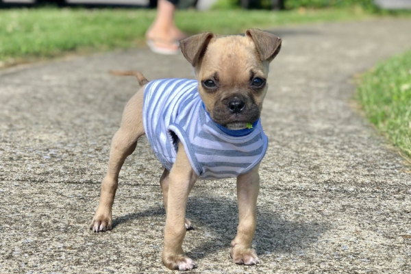 REGGIE # 239 - ADOPTED JULY 2018