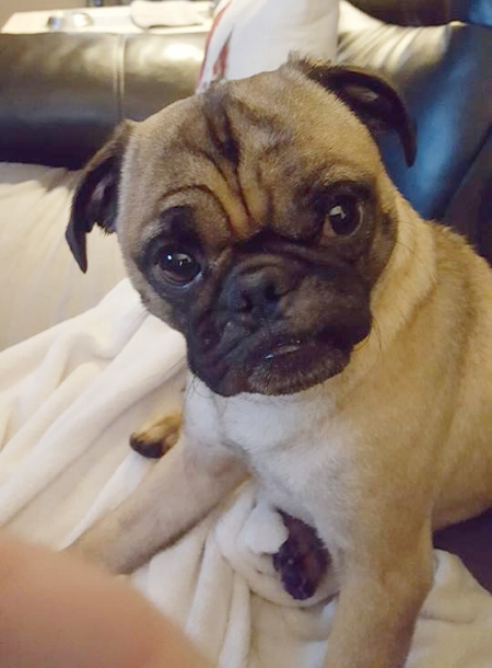 GIZMO # 242 - ADOPTED JULY 2018