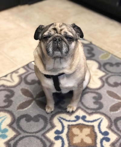 MANDY # 232 - ADOPTED JULY 2018