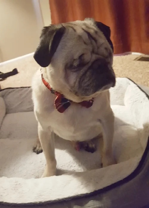 OLLIE # 217 - ADOPTED JULY 2018
