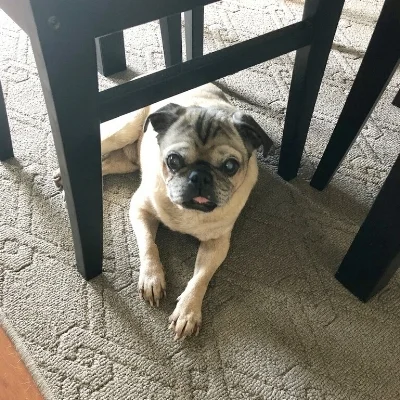 OLLIE # 233 - ADOPTED JULY 2018
