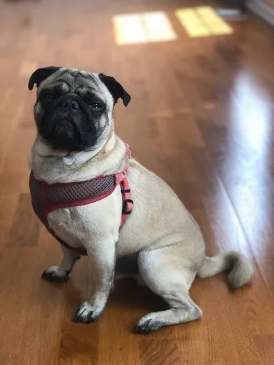 WINSTON # 255 - ADOPTED AUGUST 2018