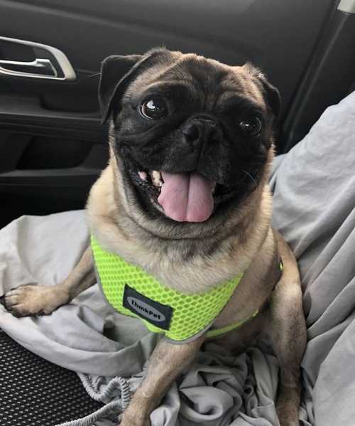 GIZMO # 252 - ADOPTED SEPTEMBER 2018