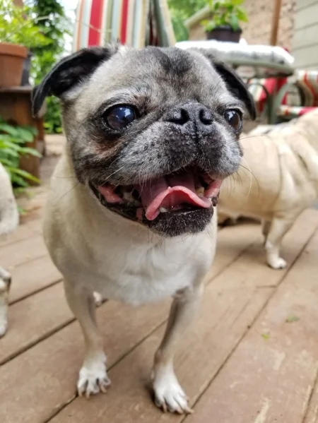 HOWIE # 153 - PERMANENT FOSTER OCTOBER 2018